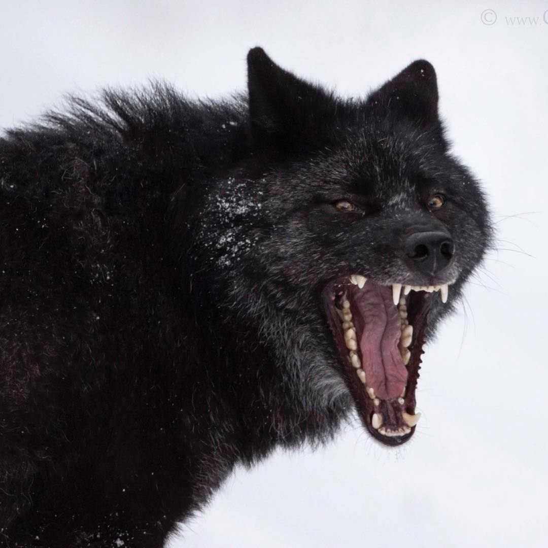 Волкособ черный оскал