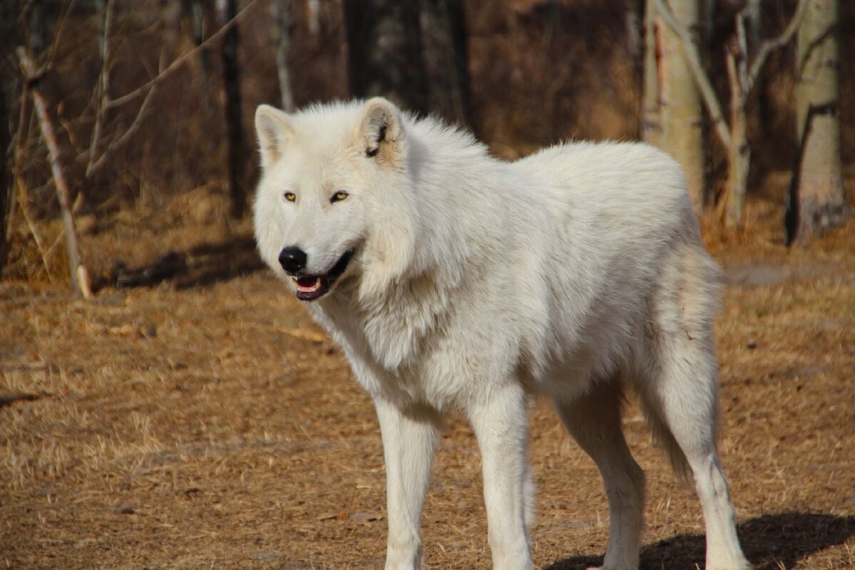 Волкособ белый