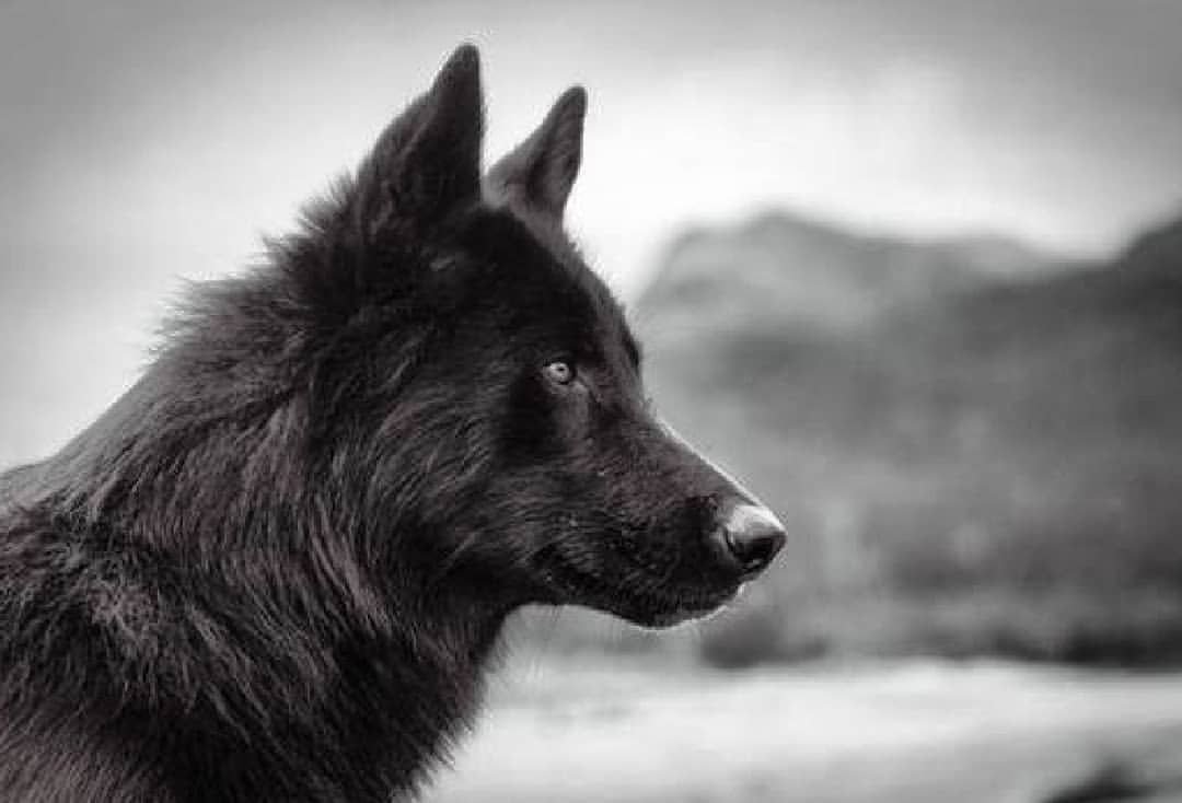 Вольфхунд черный