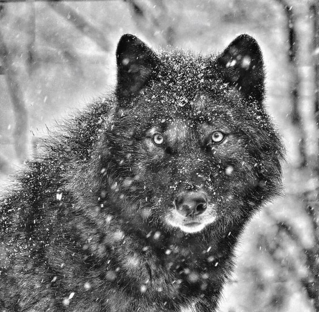 Чёрный волк норвежский