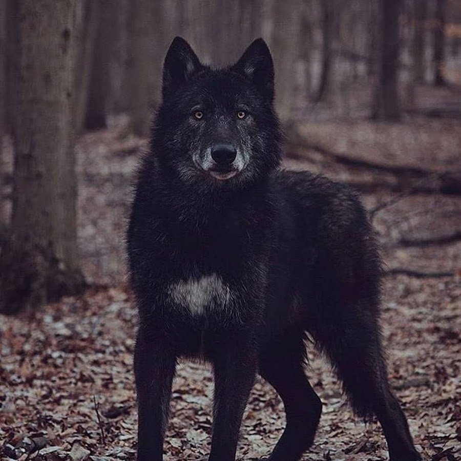 Волкособ Эстетика