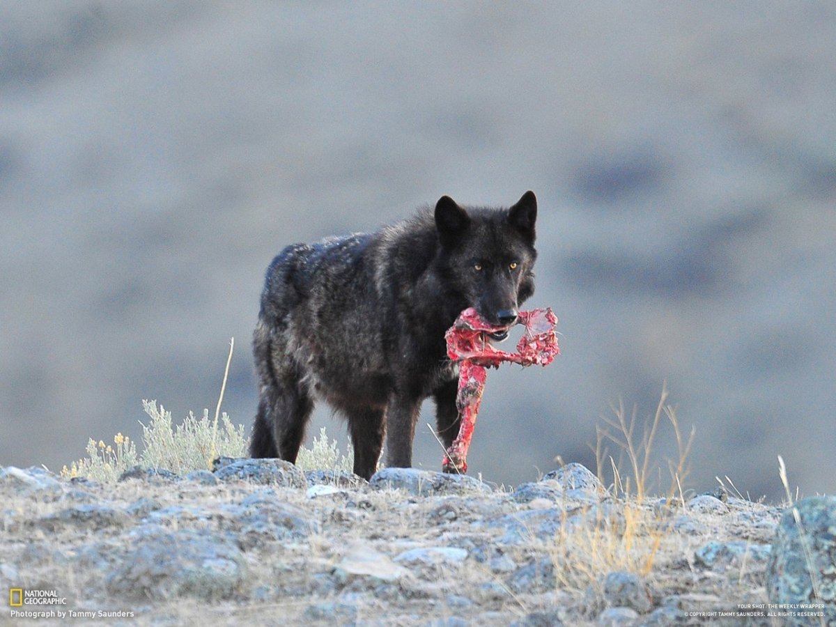 Швейцарский вольфхунд
