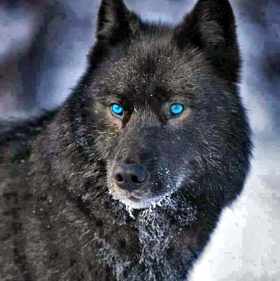 Волкособ черный