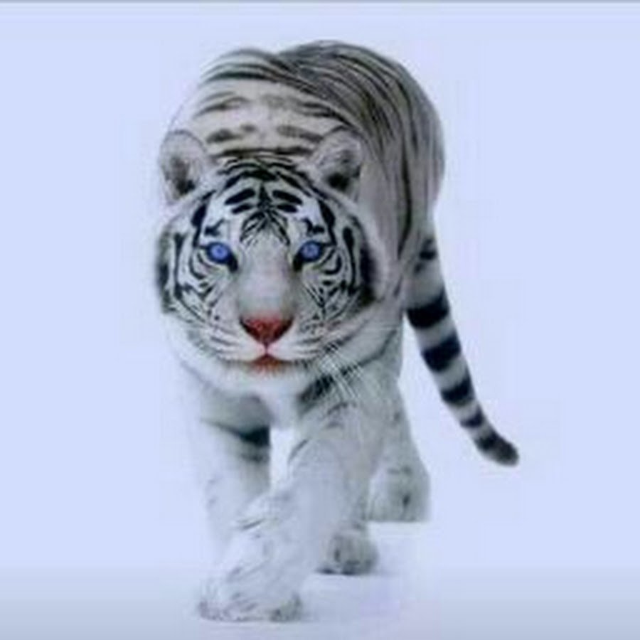 Белый тигр