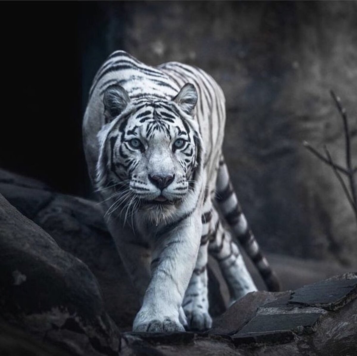Белый тигр Эстетика