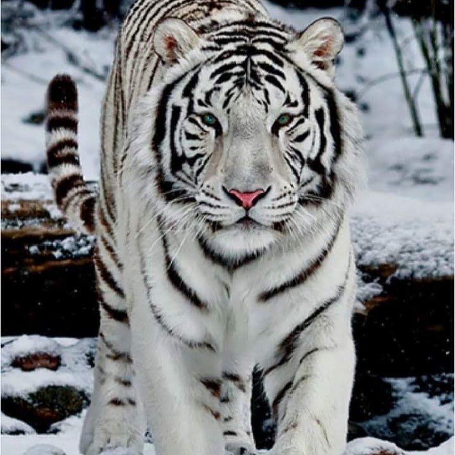 Амурский тигр альбинос