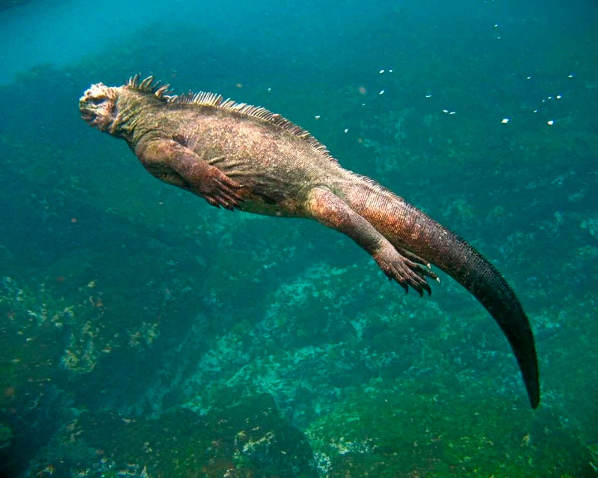 Плавающая ящерица. Галапагосские острова игуаны. Галапагосская морская ящерица. Галапагосские острова плавающие игуаны. Морская игуана на Галапагосах.