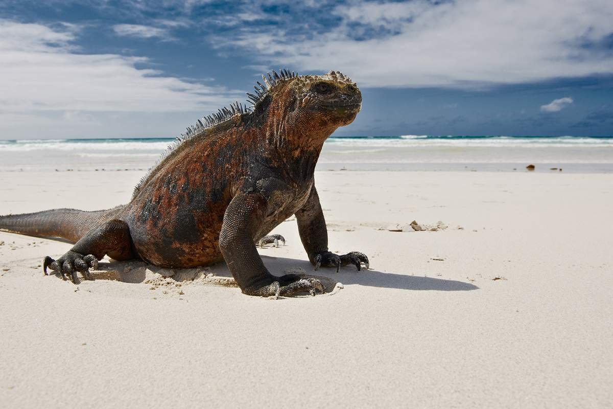 Кайо Ларго игуаны