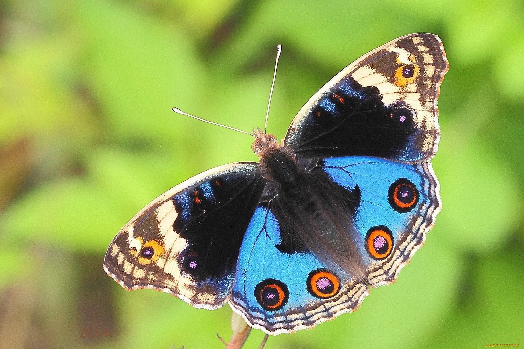 Произведение разноцветные бабочки. Горгеус бабочка. Бабочка Урания Мадагаскарская. Бабочка Junonia orithya. Расцветки бабочек.