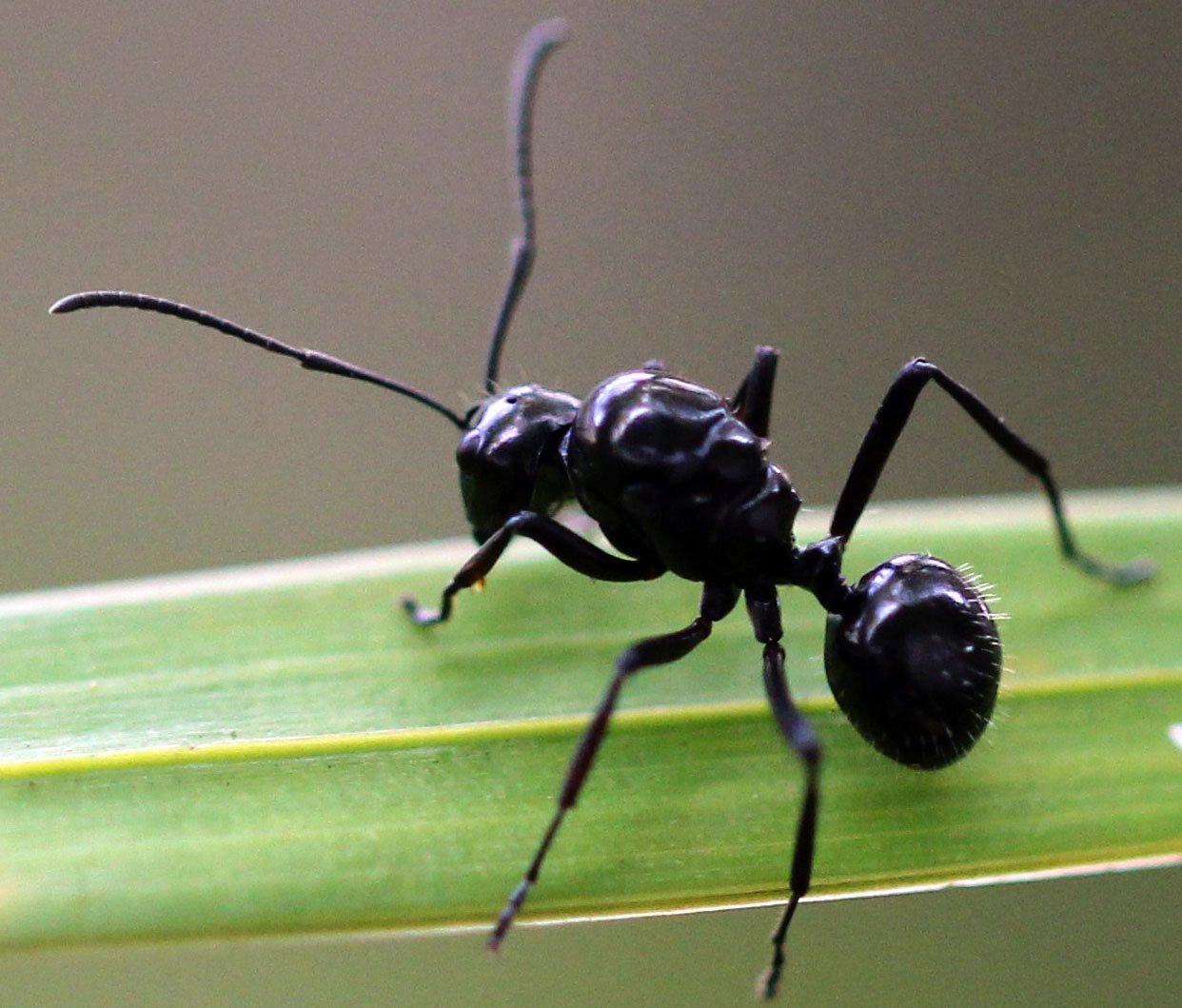Черный муравей. Dinoponera Roger. Черный садовый муравей ареал. Самый большой муравей. Большой черный муравей.