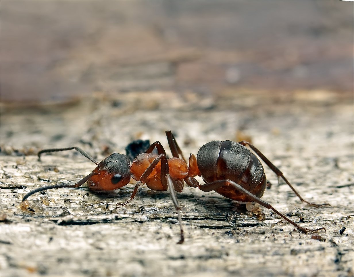 Картинки муравьев. Аргентинский муравей суперколонии. Навозный Жук и муравей. Лесные огромные муравьи. Муравьи ползут.