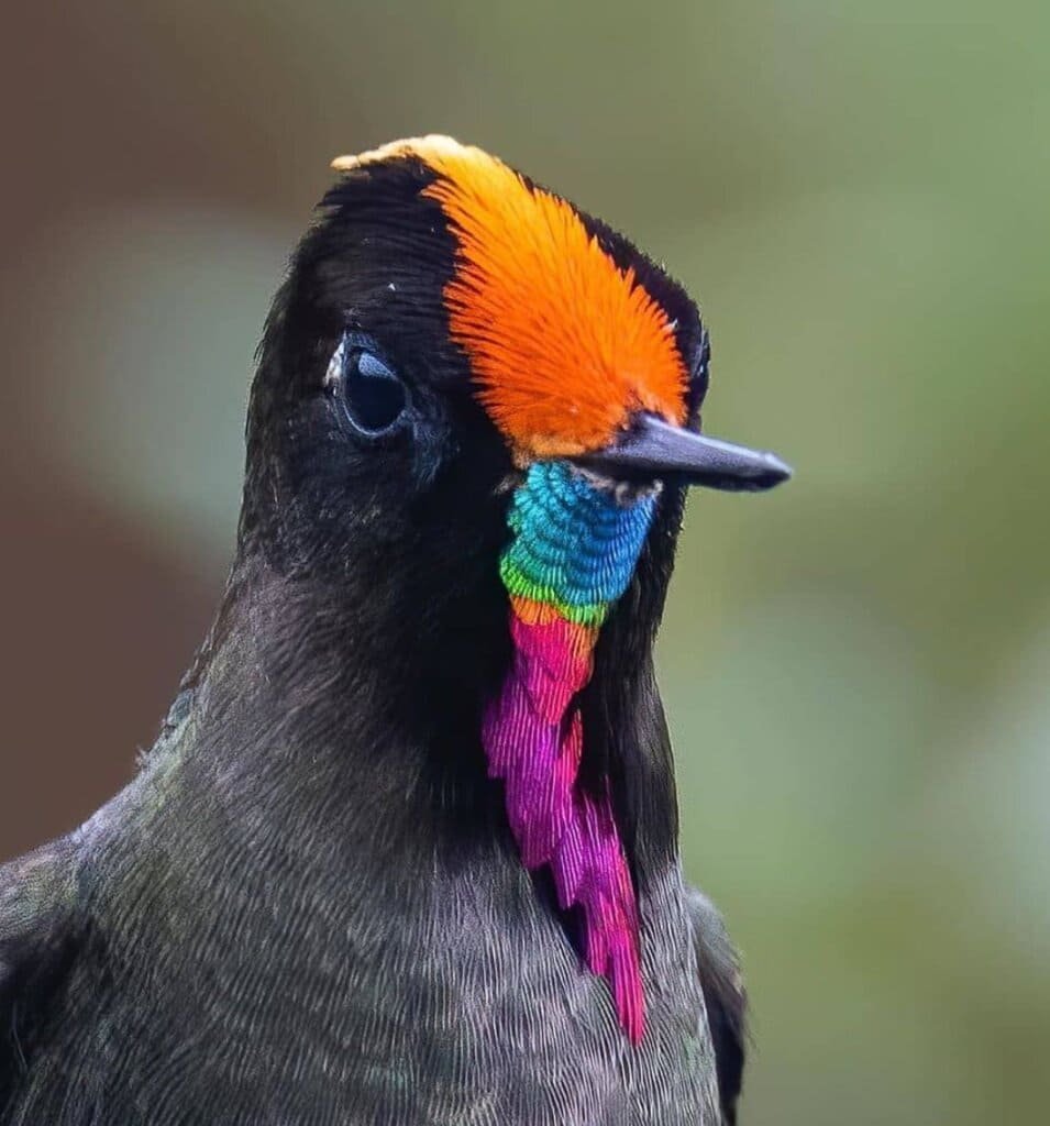 Красногрудый блестящехвостый Колибри