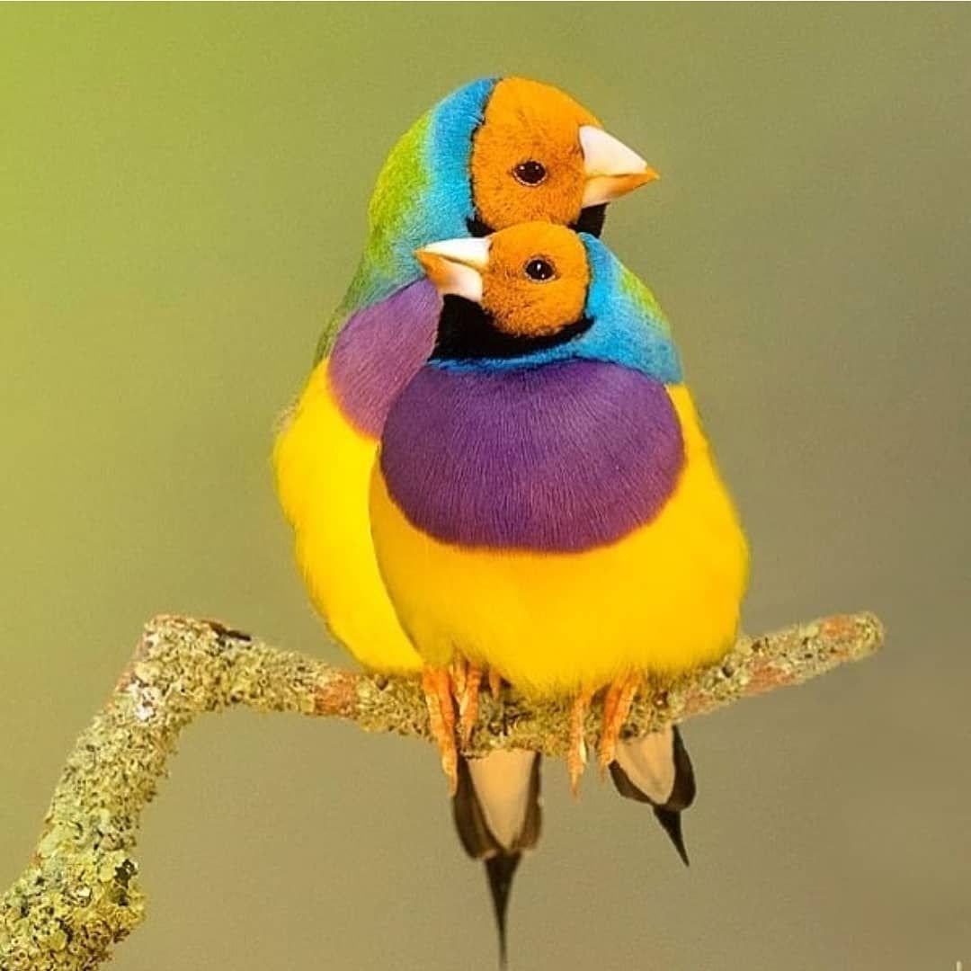 Амадины желтые фото