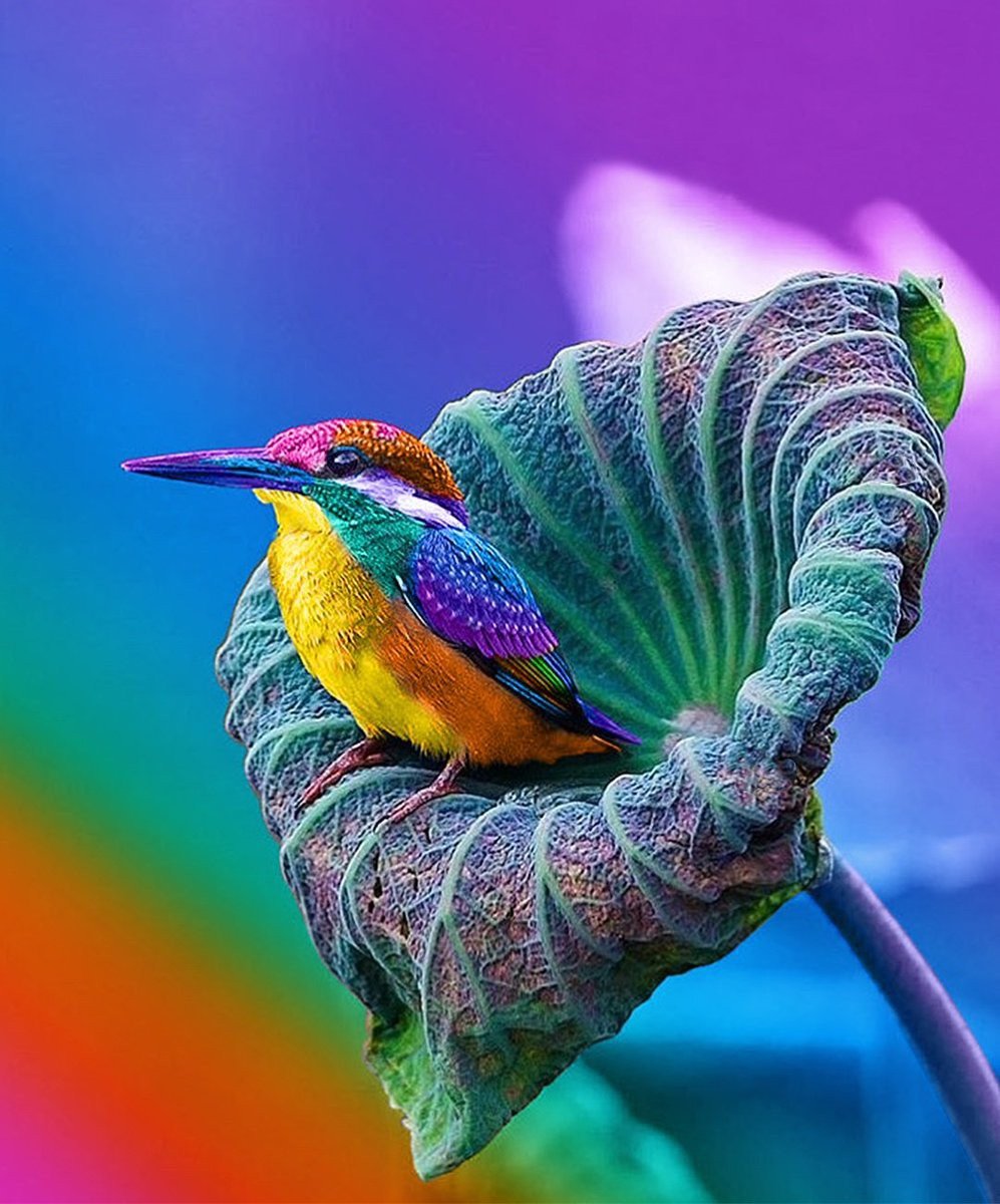 Огненногорлый Колибри