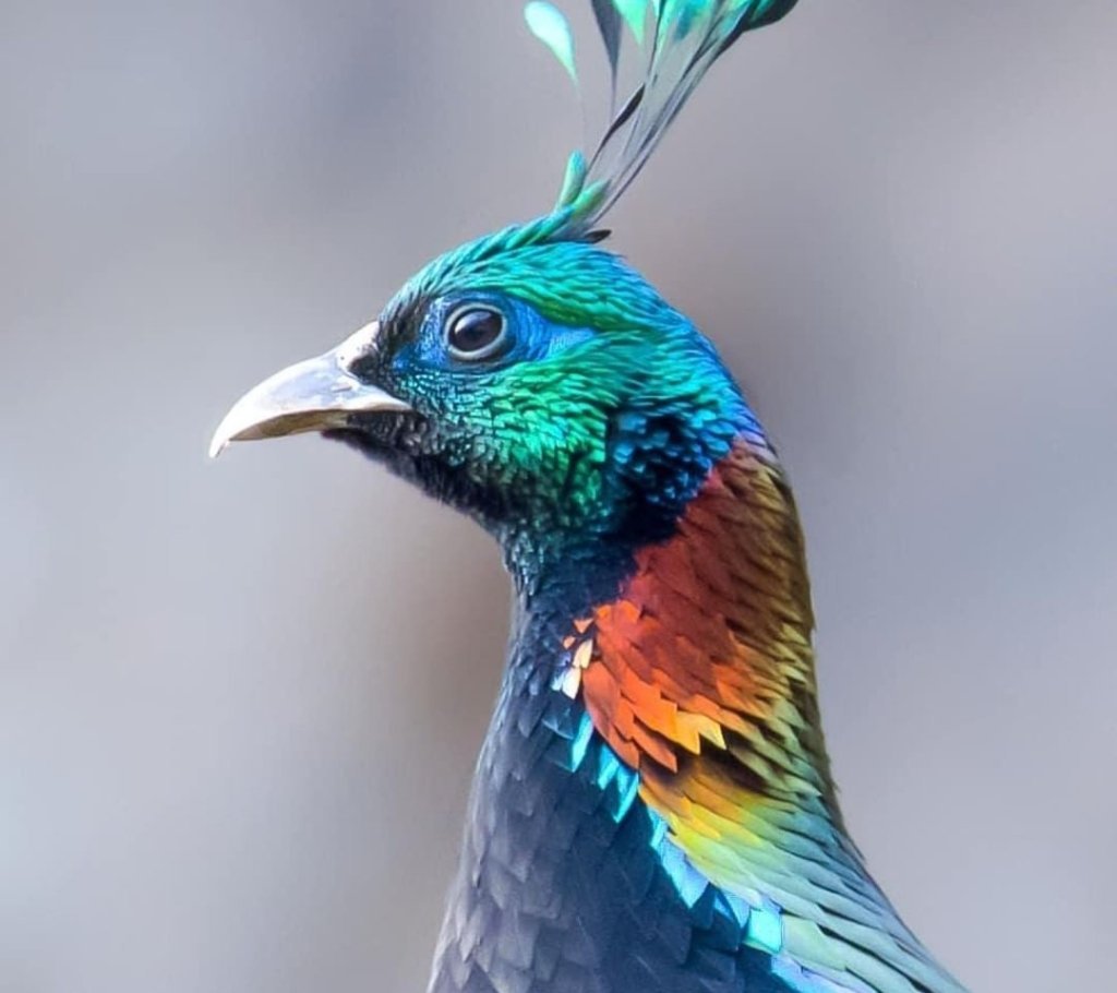 Зверь монал