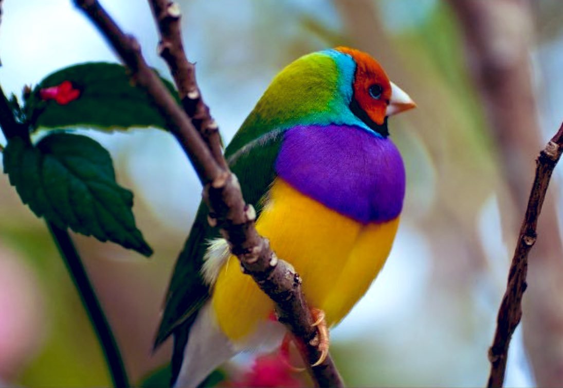 Гульдова амадина