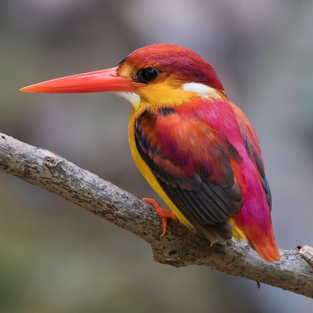 Birds photos and names