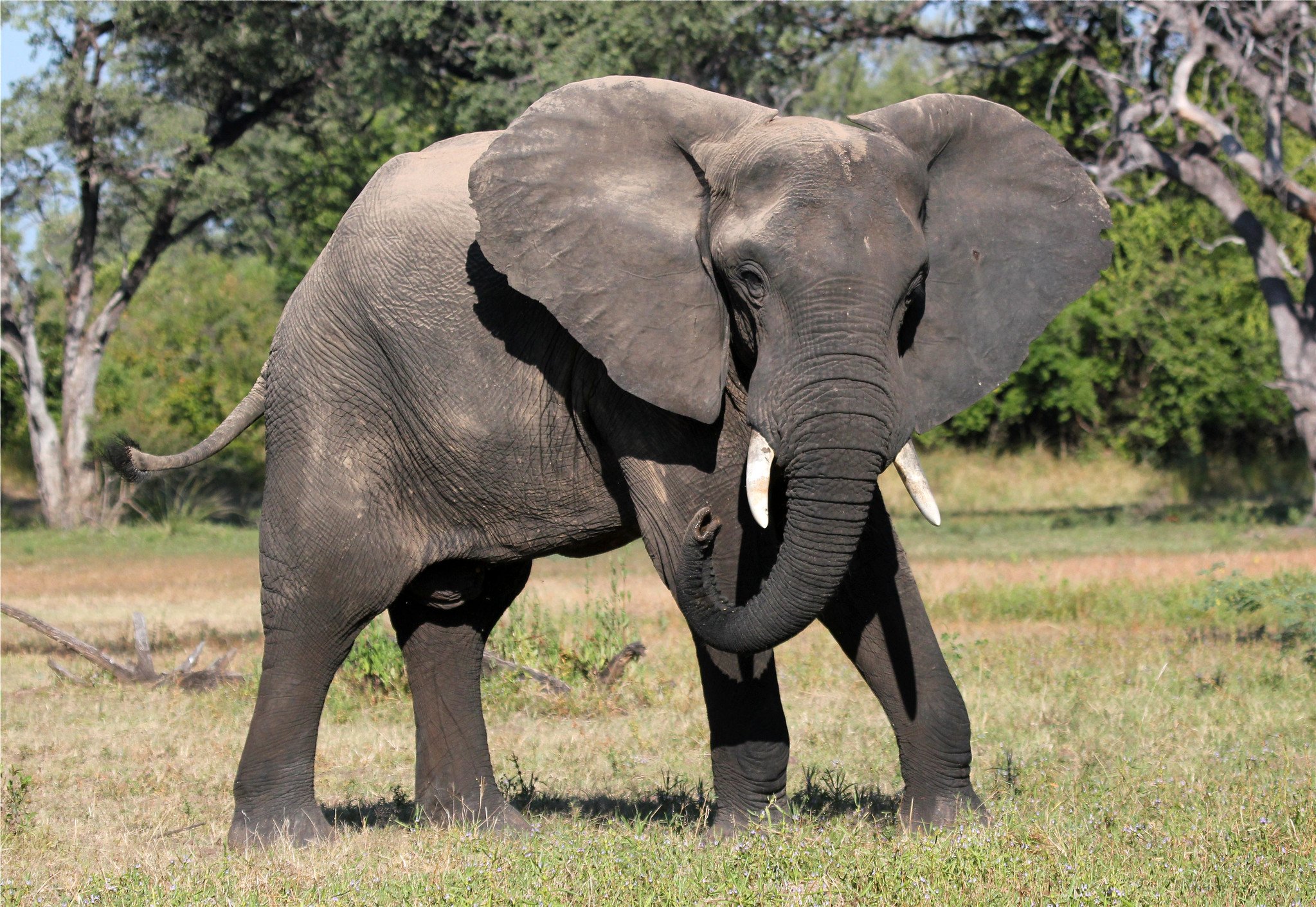 Известно что индийский слон крупное наземное млекопитающее. Саванный Африканский слон Африки. Саванный слон и Африканский слон. Хоботные Африканский слон. Африканский саванский слон.