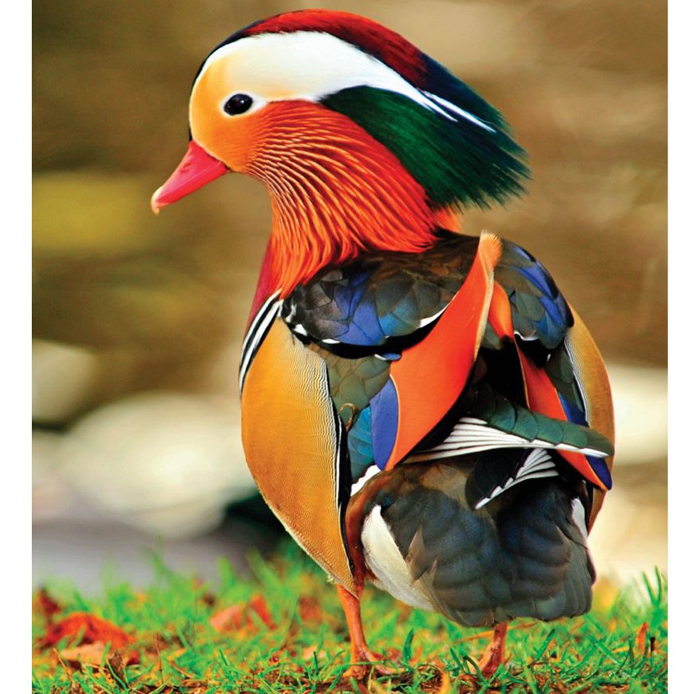 Утка Мандаринка