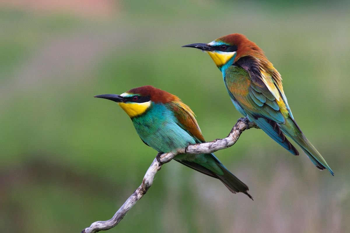 Европейская щурка