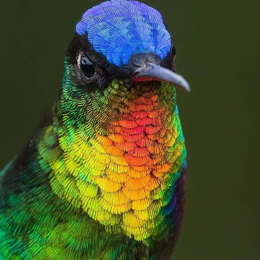 Колибри разноцветная