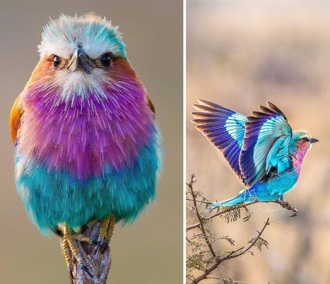 Сиреневогрудая сизоворонка