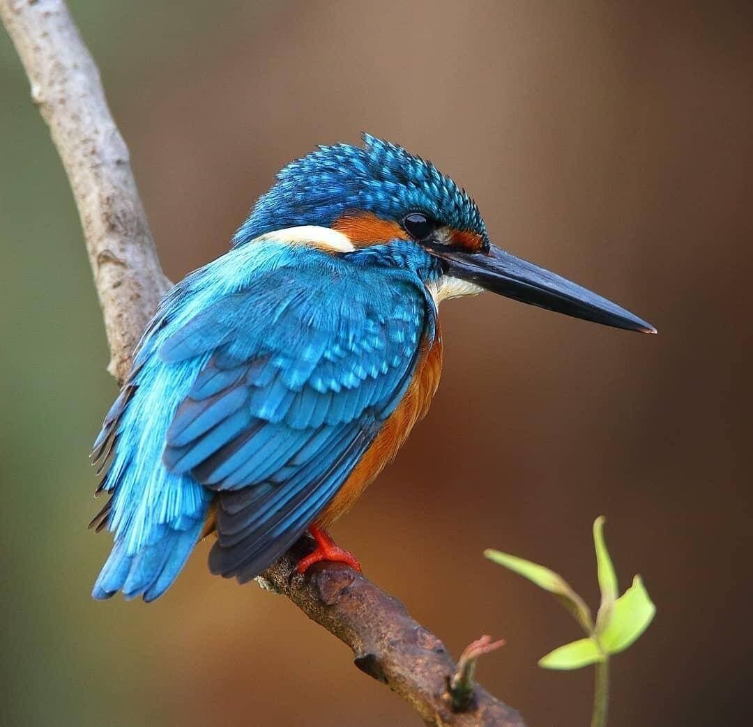 Цвет Зимородок