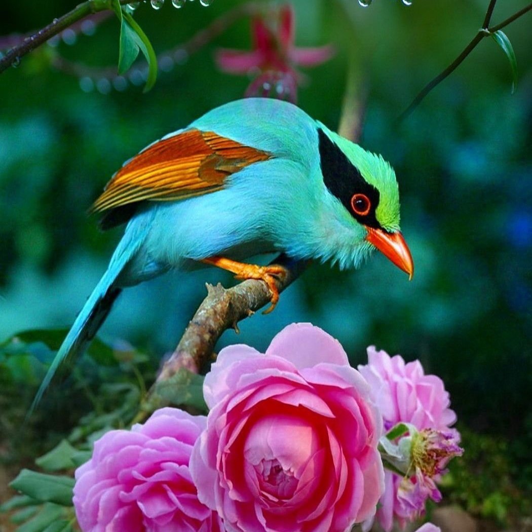 Экзотические птицы