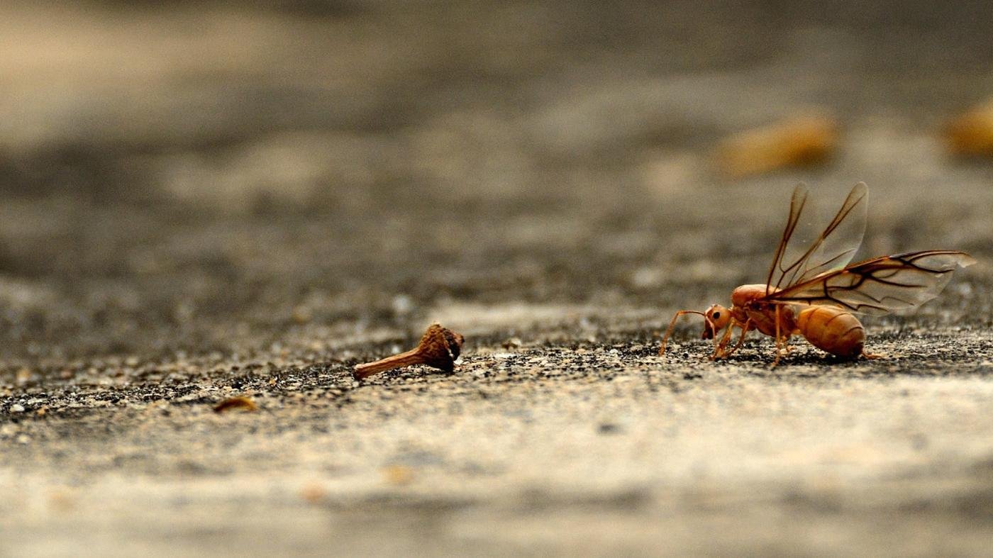 Летающие муравьи в доме. Летающие муравьи. Жало муравья. Летучие муравьи. Летающий муравей с жалом.