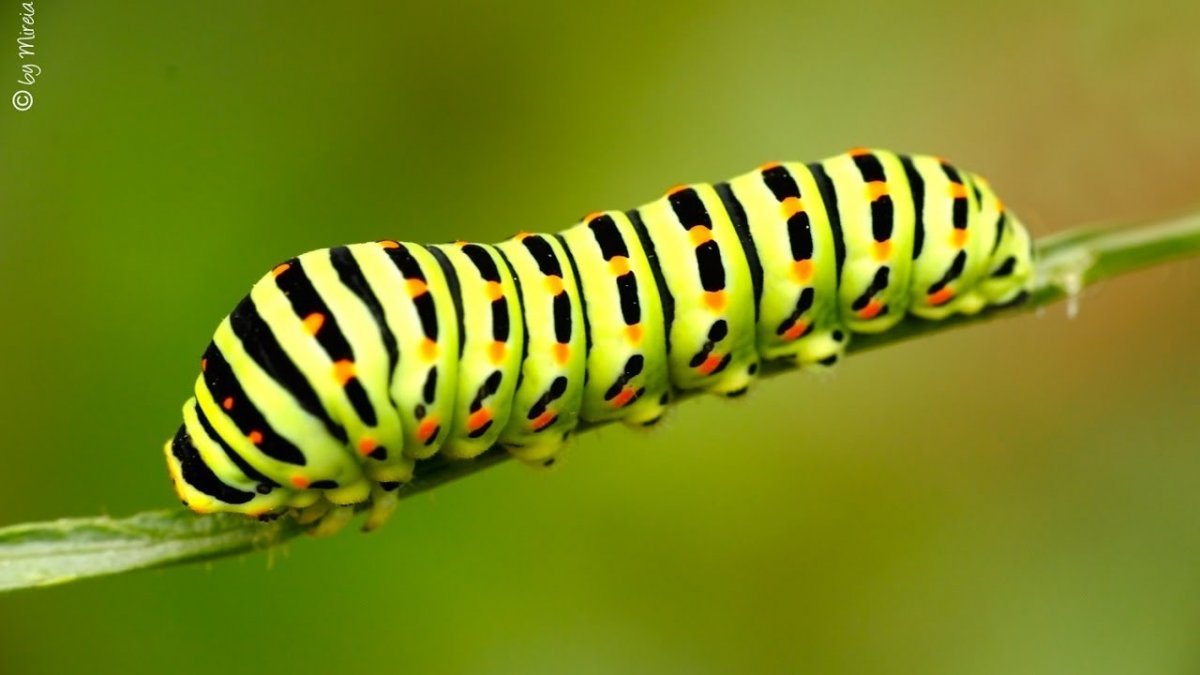 Тигровый Махаон гусеница