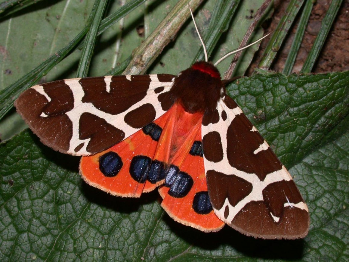 Ночная бабочка Медведица Кайя