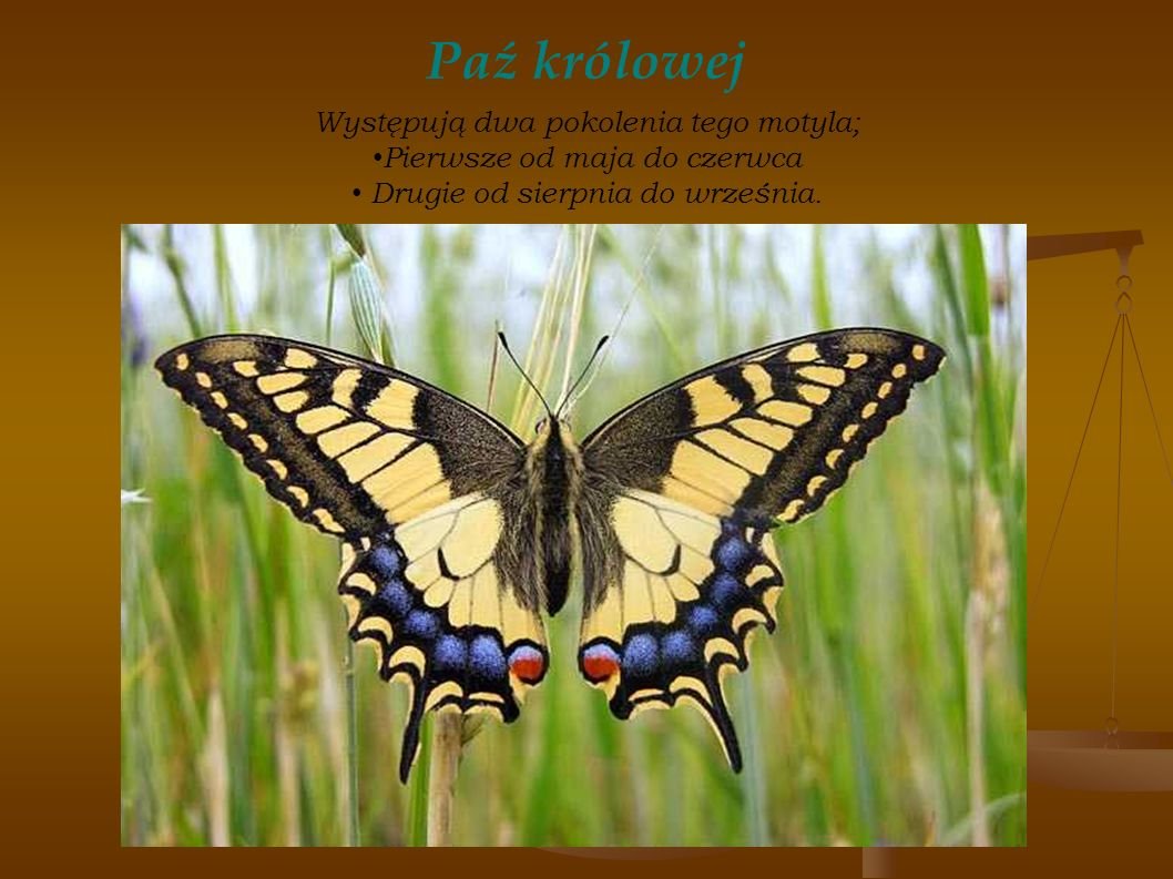 Махаон Гомера бабочка