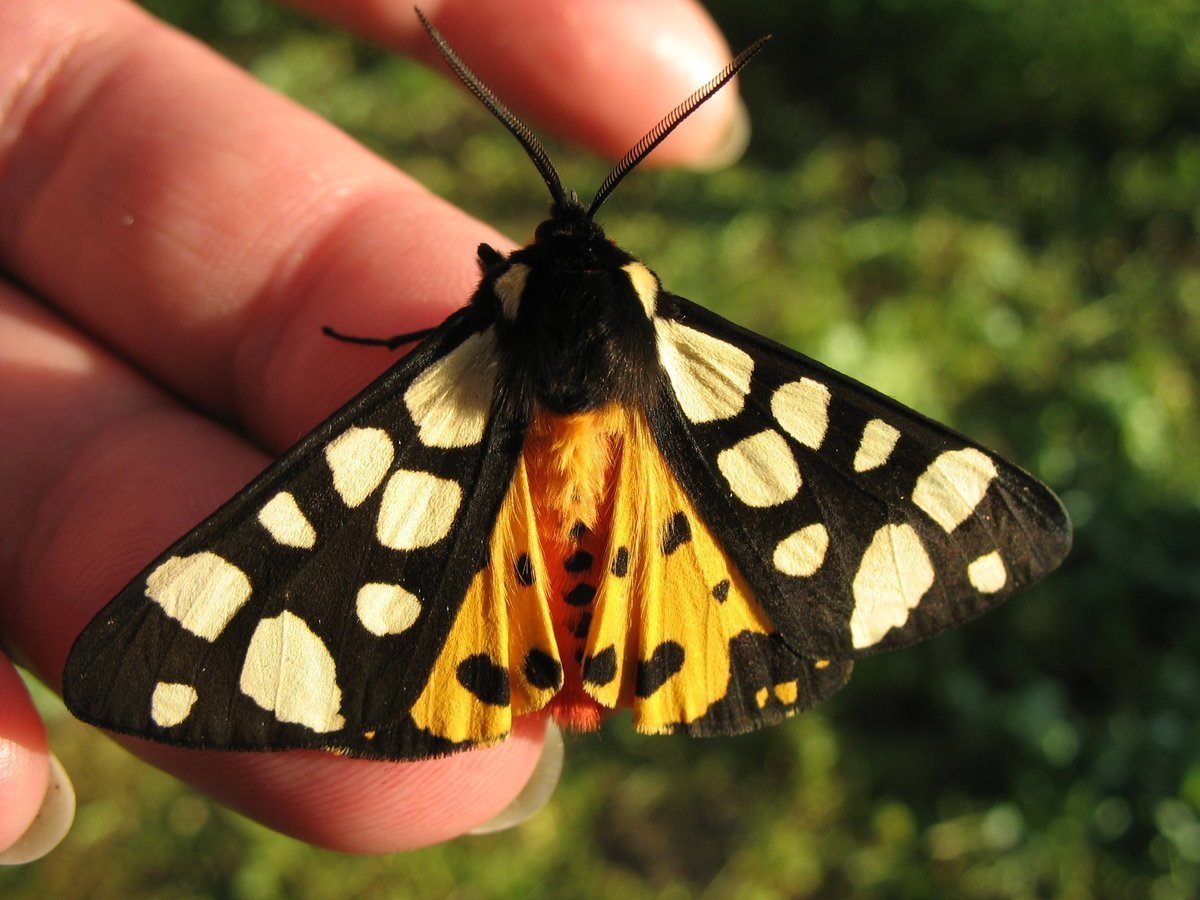 Бабочки Медведица-Кайя (Arctia caja)