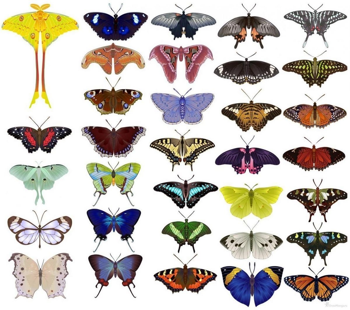 Разновидности бабочек
