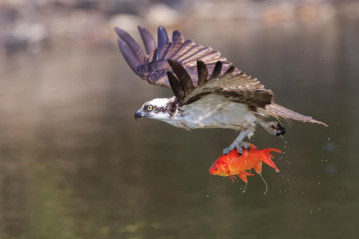 Птица рыболов