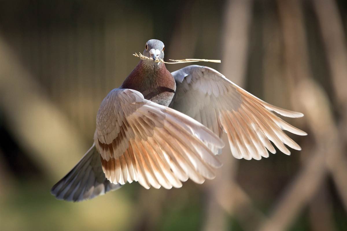 Крыло обыкновенной горлицы