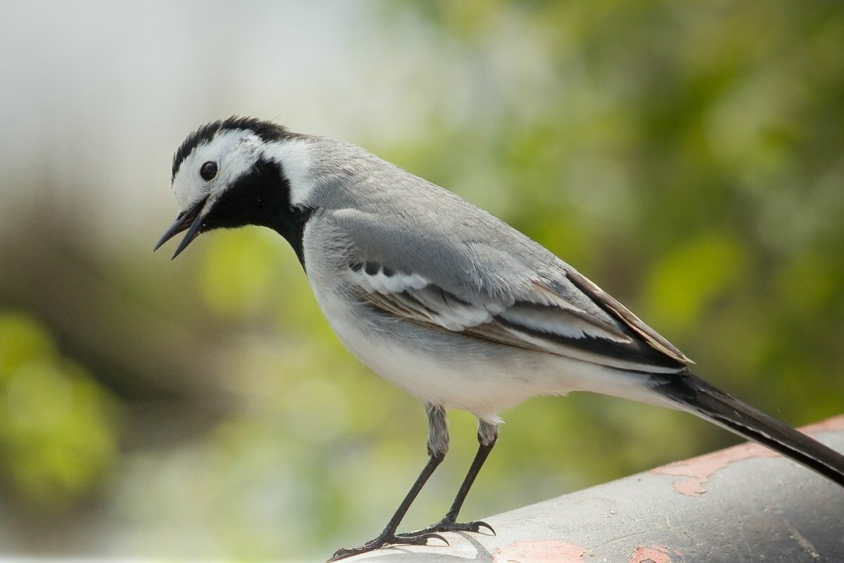 Трясогузка белая трясогузка