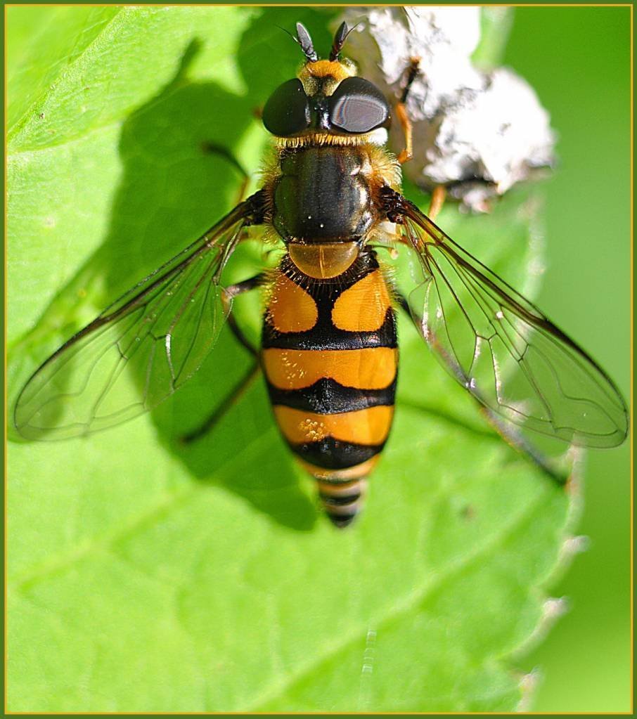 Жук Музыкантик