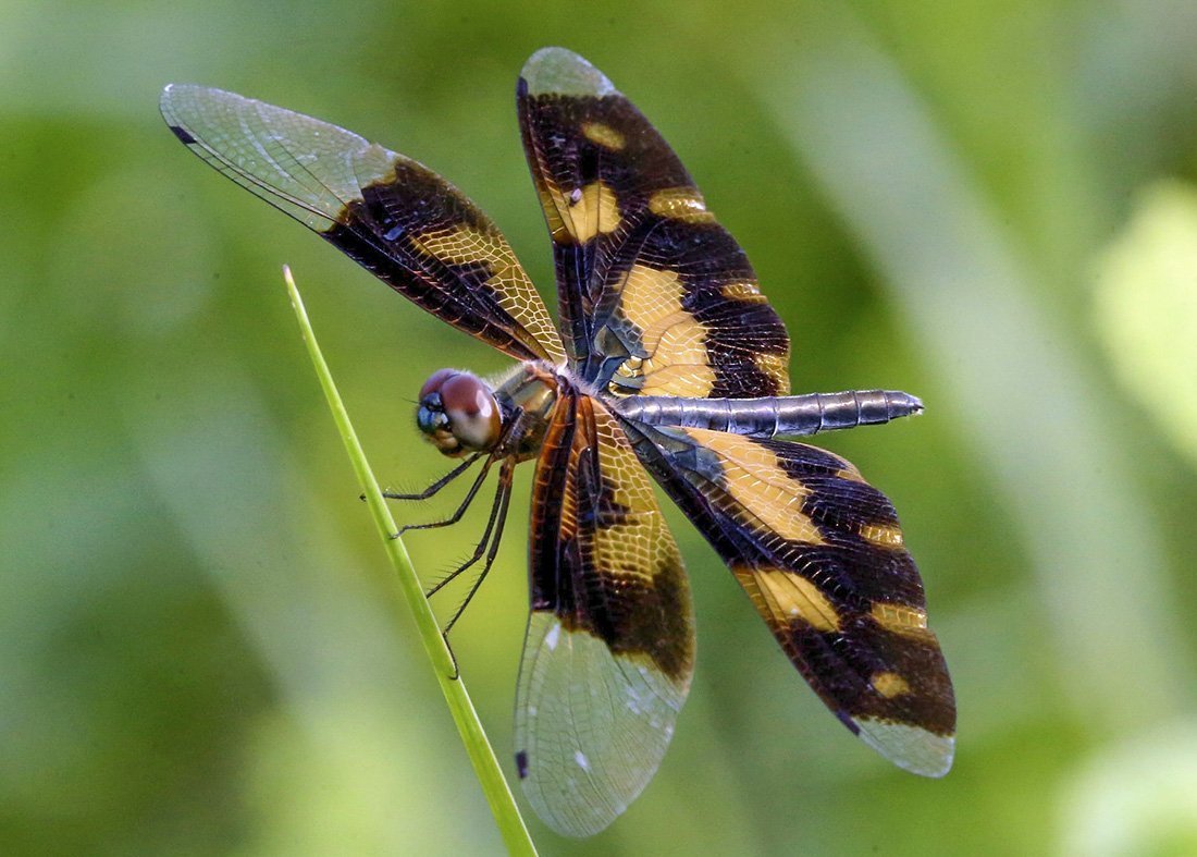 Интересные насекомые России