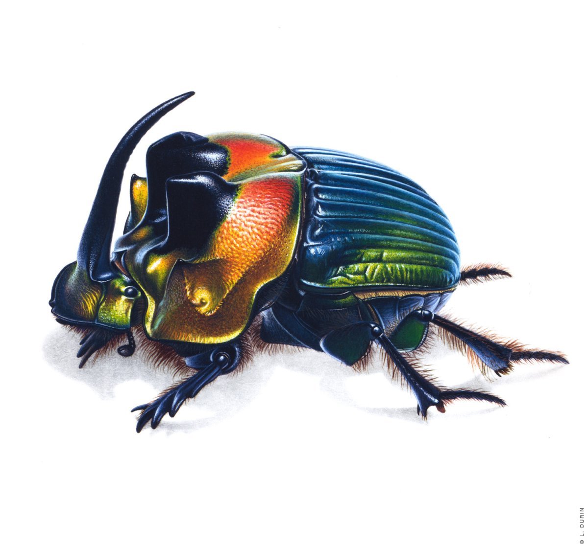 Красивые жуки маркерами