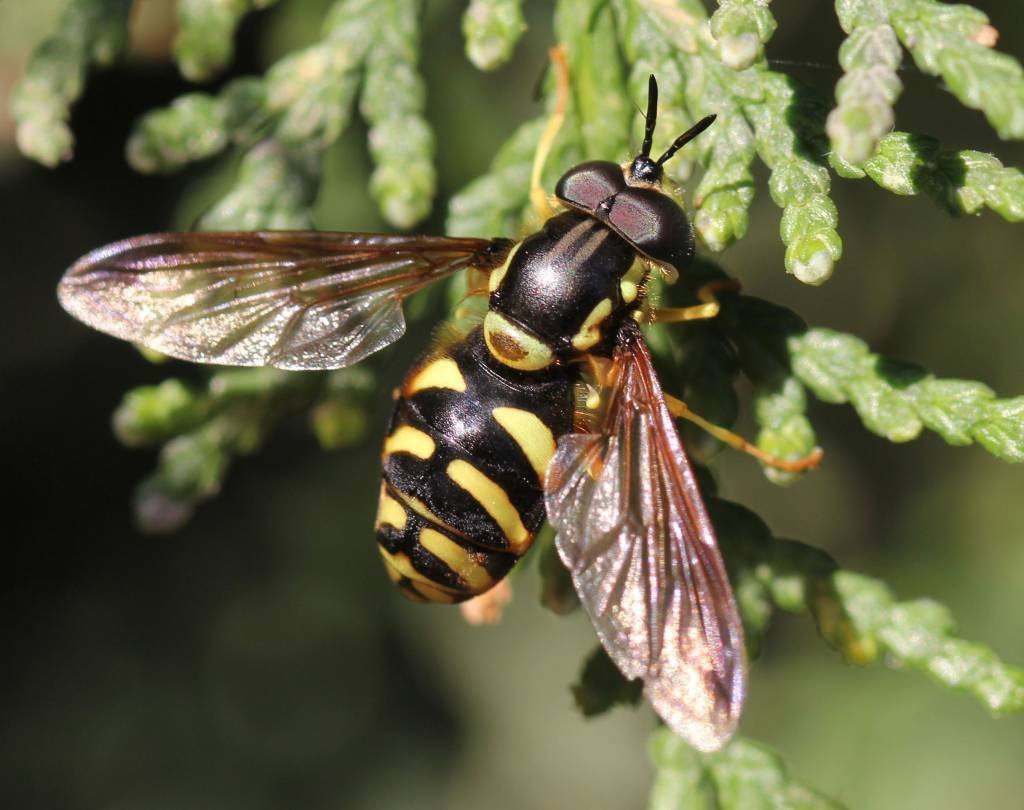 Chrysotoxum elegans