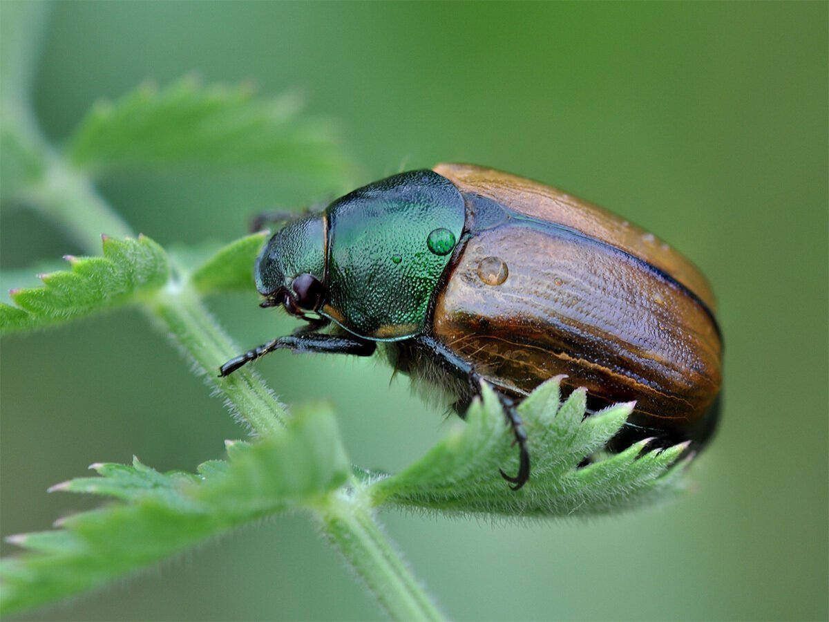 Луговой Хрущик Жук