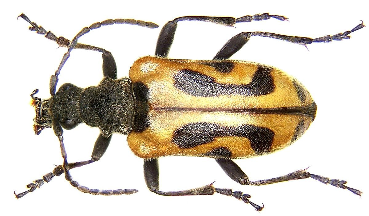 Усач цветочный (Brachyta interrogationis l.)