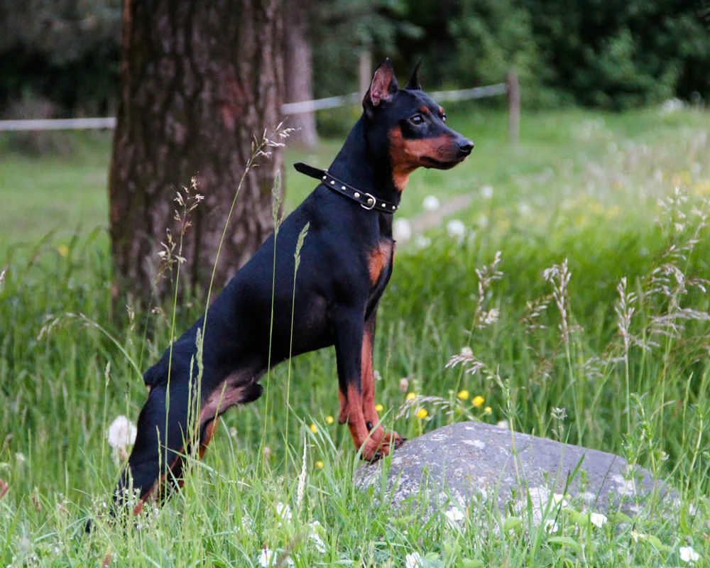 Немецкий карликовый пинчер