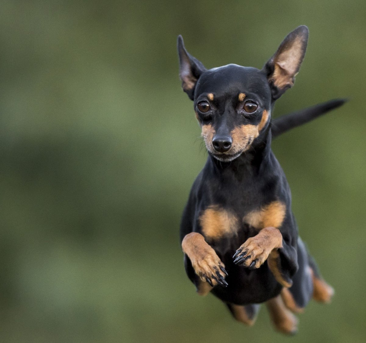 Доберман-пинчер карликовый