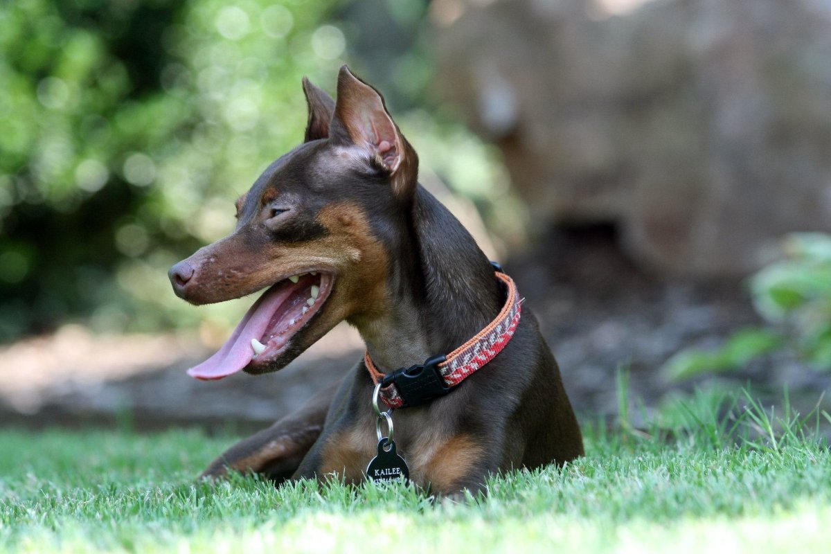 Мини Доберман-пинчер