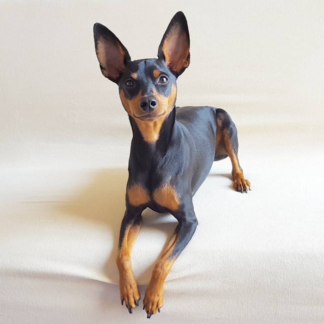 Карликовый пинчер серый