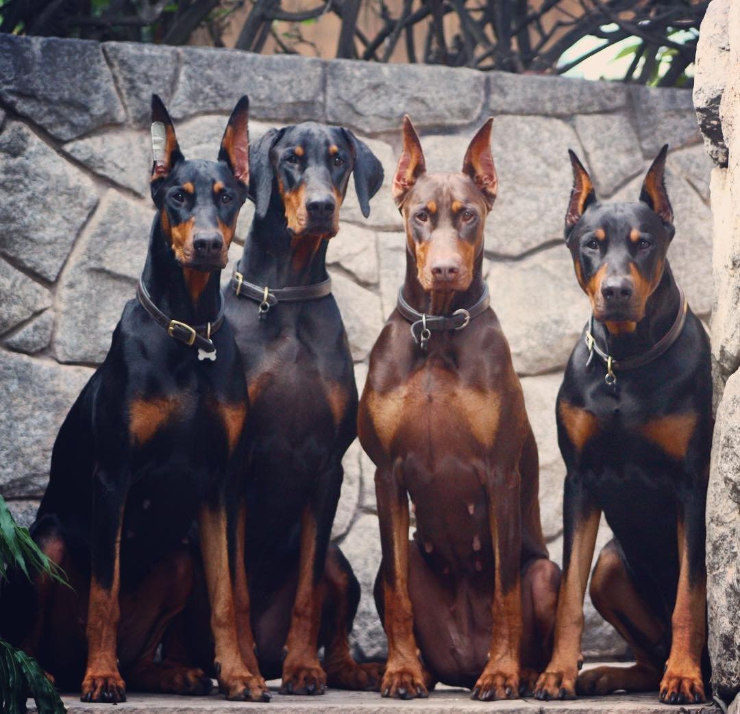 Банда доберманов