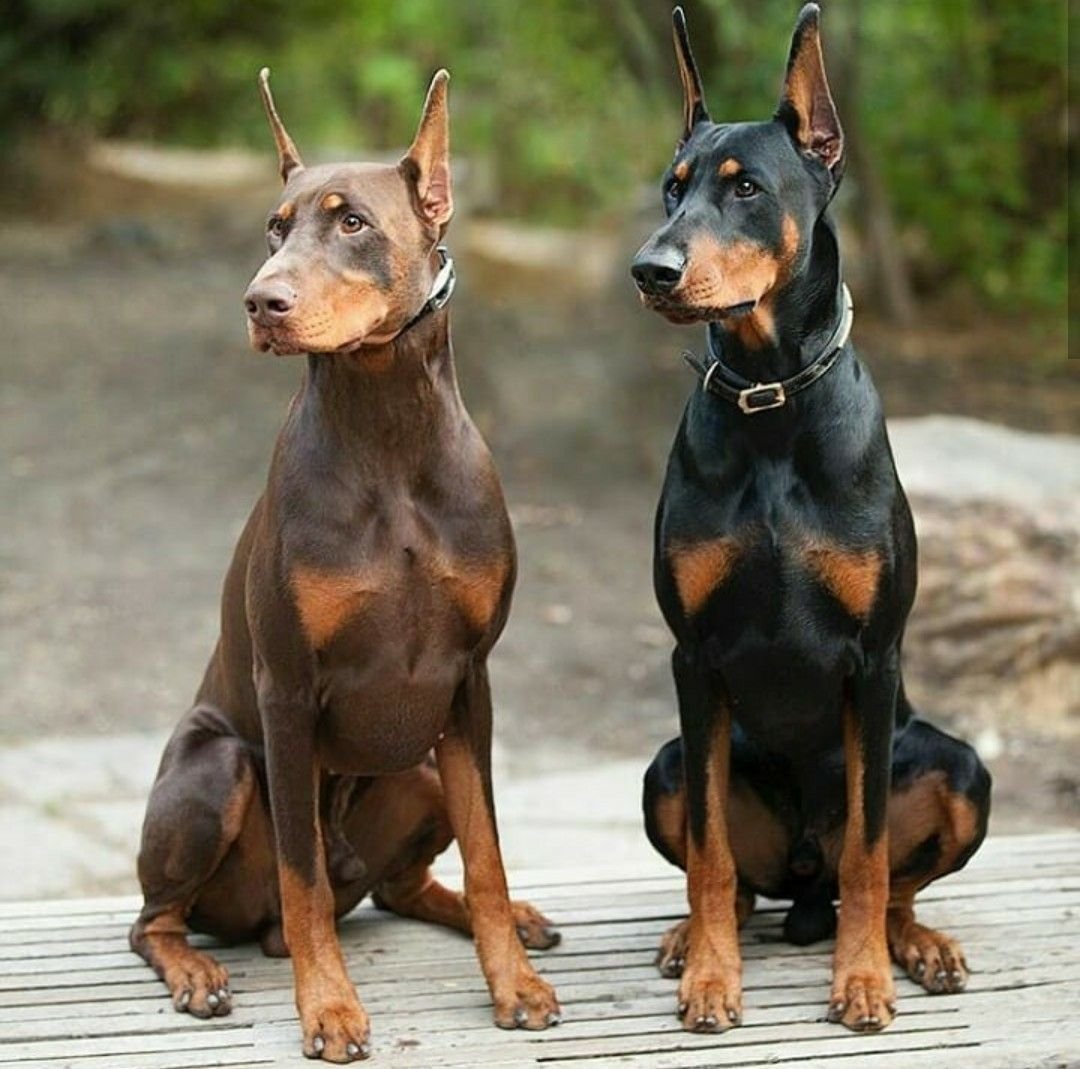 Доберман Жоффрей