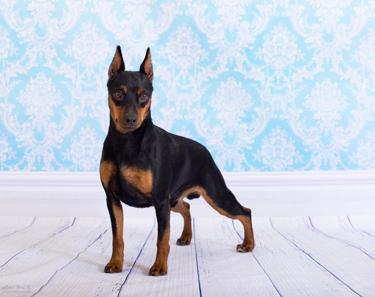 Цвергпинчер карликовый Доберман
